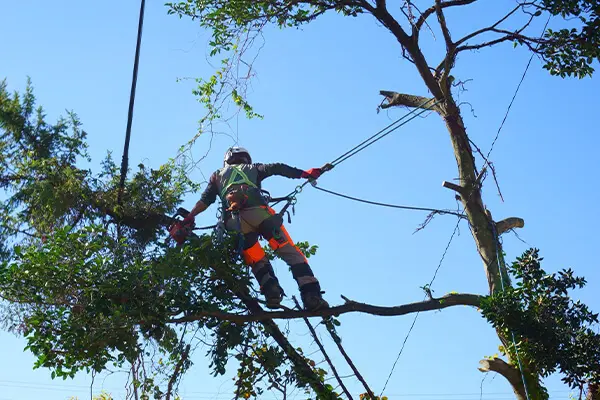 特殊伐採とは | 橿原市で支障木や危険木・枯れ木の伐採をお探しなら